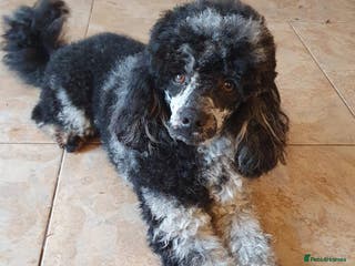 Poodle dogs Merle black & silver poodle for stud only . in Lincoln - Advert 6