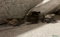 Mixed Breed cats for sale: 5 tabby/bengal kittens  - Image 4