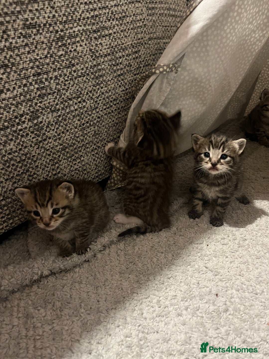 Mixed Breed cats for sale: 5 tabby/bengal kittens  - Image 4