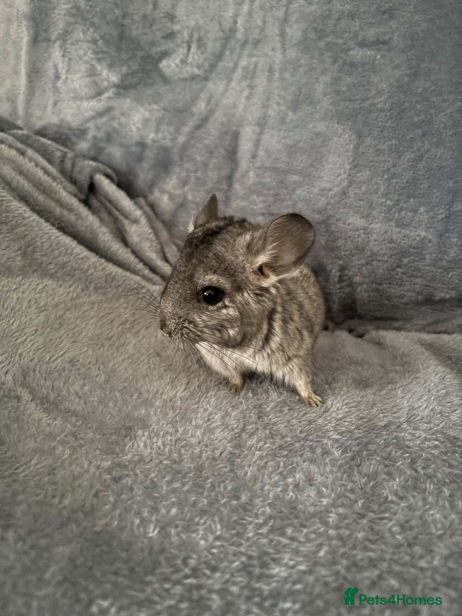 Mixed Breed rabbits Baby male chinchilla - Advert 11