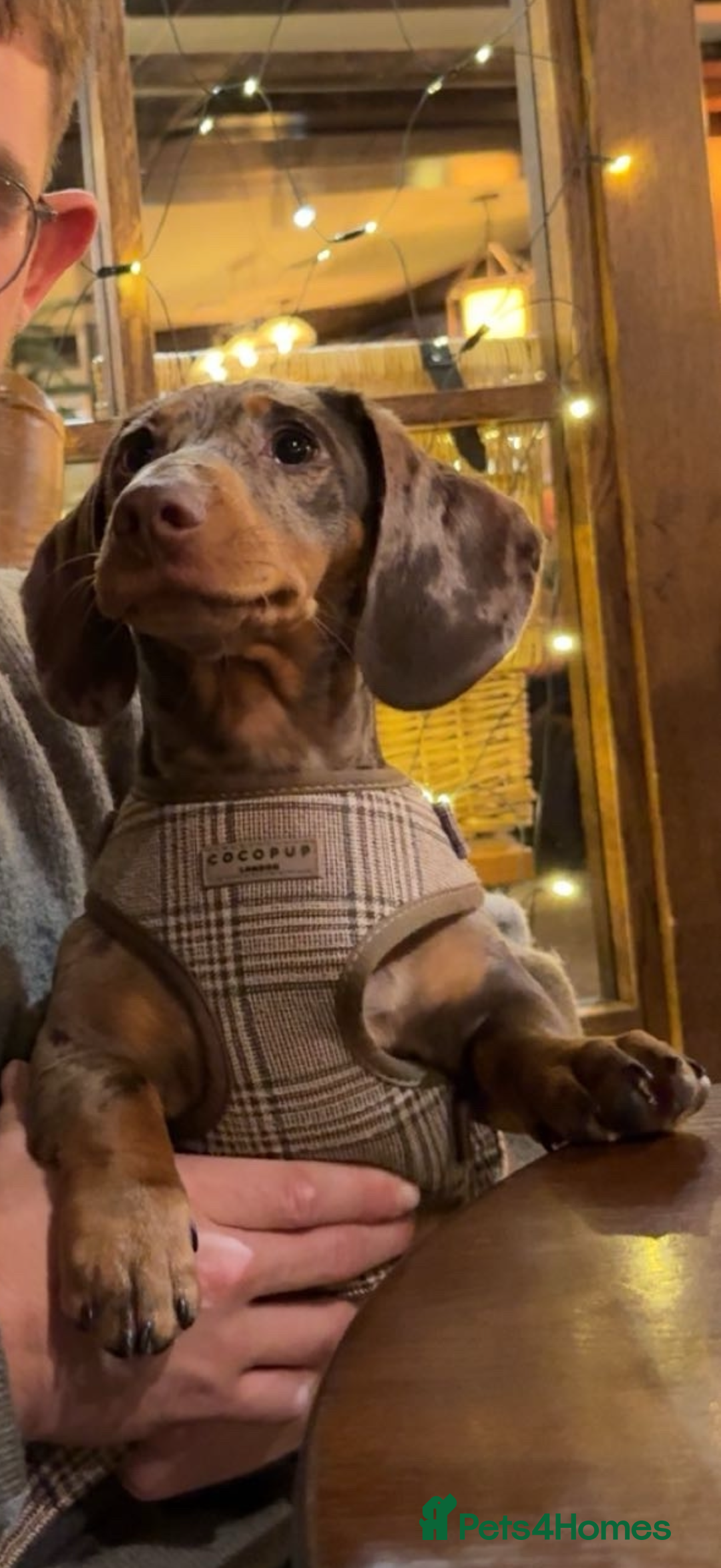 Dachshund dogs for sale: Dapple Dachshund - Brown/blue eyes  - Advert 6