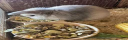 Mini Lop rabbits for sale: Mini lop rabbits - Advert 5