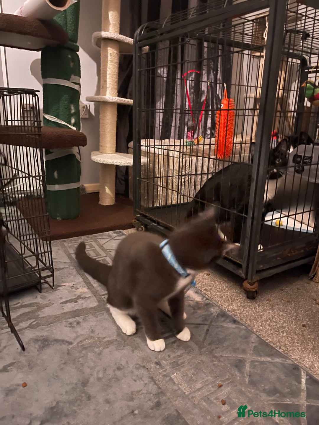 Domestic Shorthair cats for sale: Russian blue mix Domestic shorthair Kitten  - Advert 9