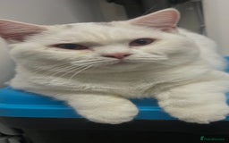 Brazilian Shorthair cats for sale: Last 2 BSH BOYS GCCF registered !!! - Image 7