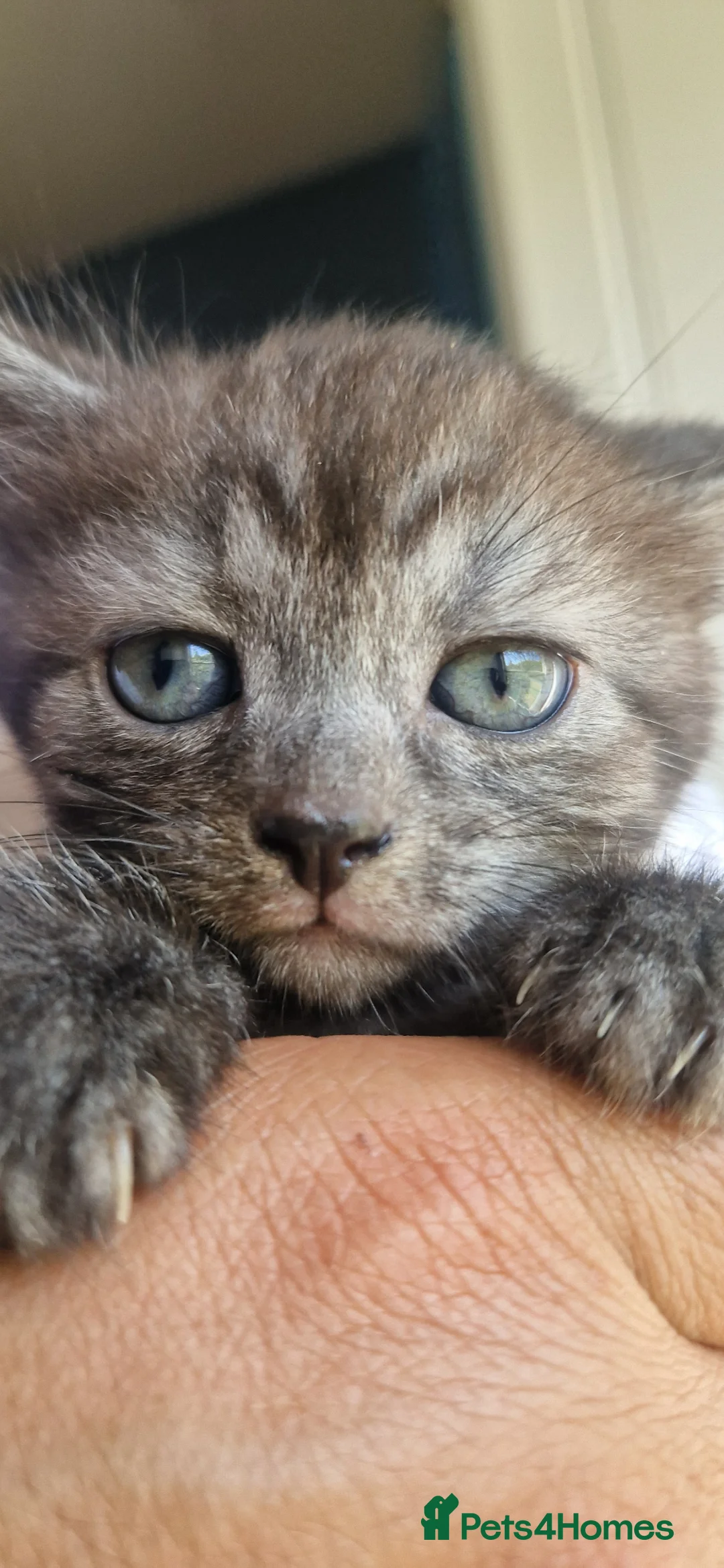 Mixed Breed cats for sale: Persian x fluffy kittens in Haverhill - Advert 4