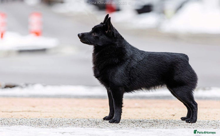 Schipperke dogs - Advert 7