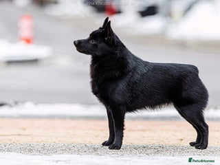 Schipperke dogs - Advert 4