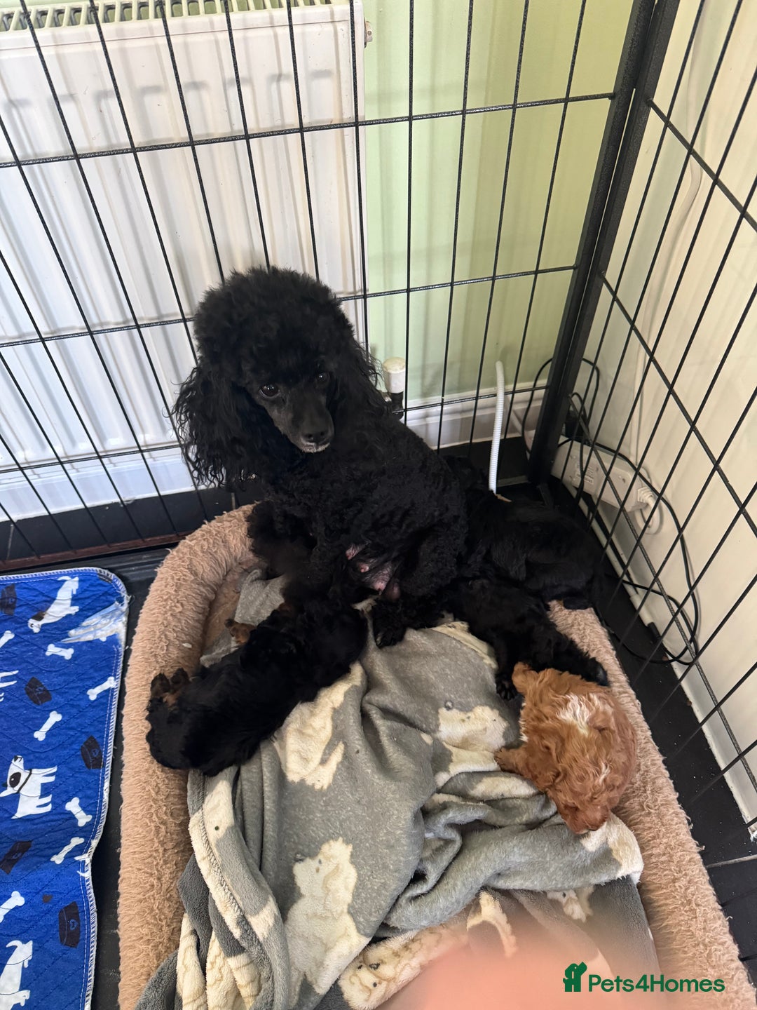 Toy Poodle dogs for sale:  2 Beautiful Tiny Toy poodle Boys available  - Advert 1