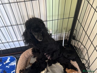 Toy Poodle dogs 2 Beautiful Tiny Toy poodle Boys available - Advert 1