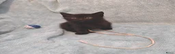 Mixed Breed cats for sale: Beautiful Kittens VIDEOS - Advert 12