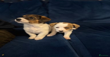 Mixed Breed dogs - Advert 11