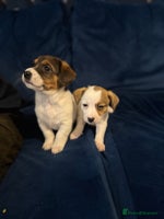 Mixed Breed dogs - Advert 11