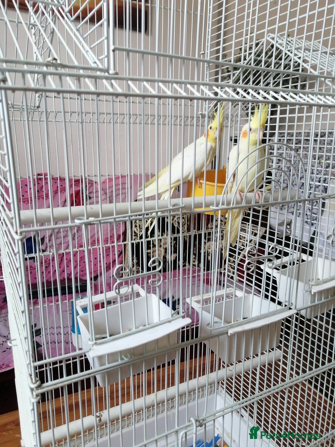 Cockatiels birds for sale: Range Of Cockatiels *read description - Image 8