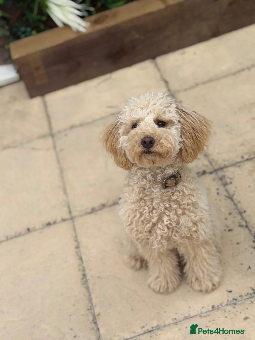 Cavapoo dogs for sale: female Cavapoo in Northampton - Advert 3