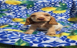Cocker Spaniel dogs for sale: SHOW COCKERS READY NOW LAST LEMON BOY AND GIRL - Image 14