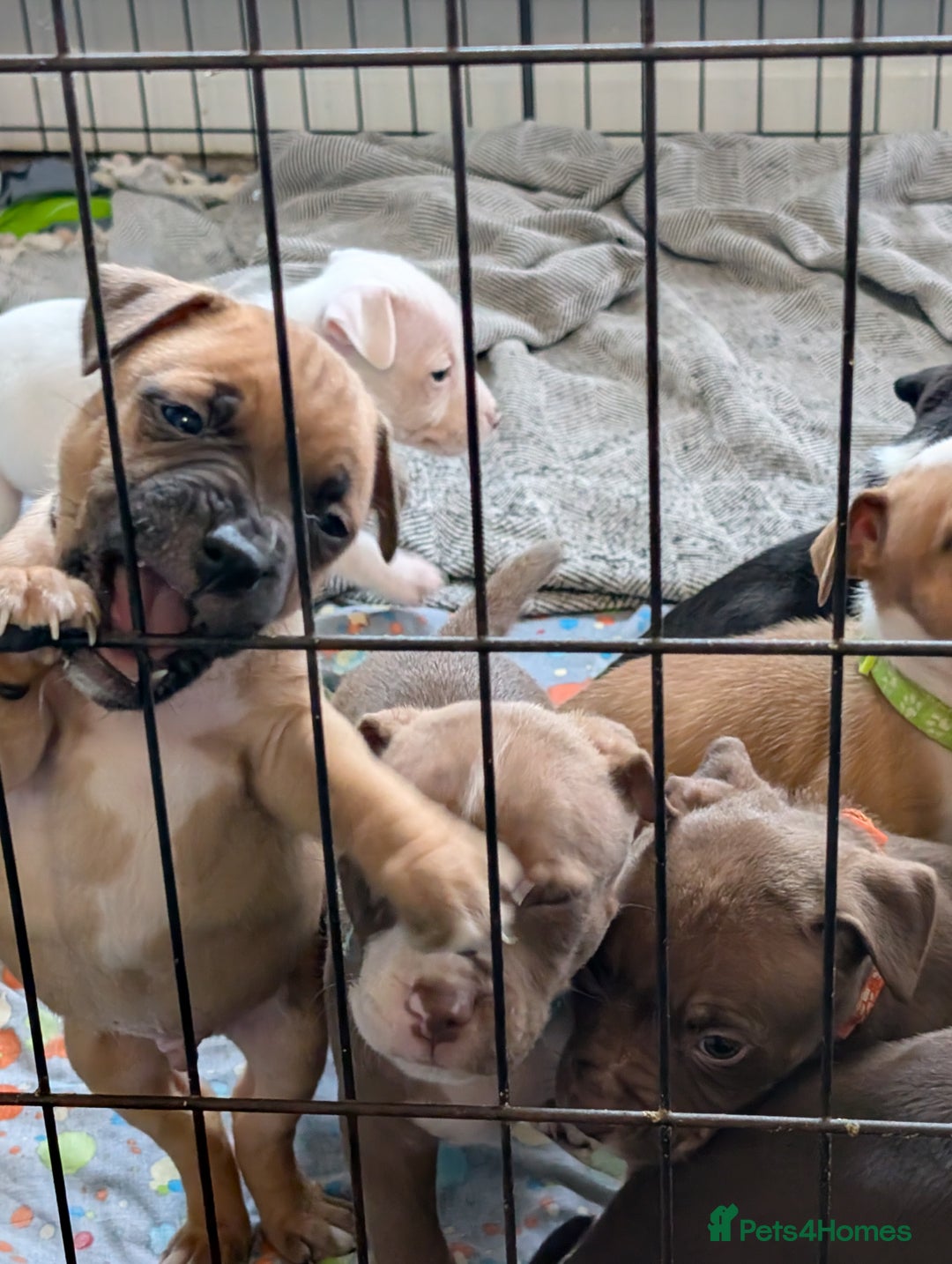 Mixed Breed dogs for sale: Beautiful American bulldog x staffie puppies  - Image 9