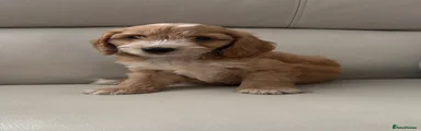 Cockapoo 2