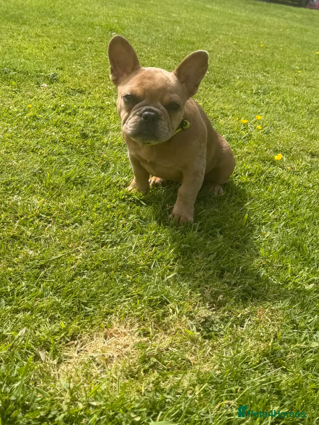 French Bulldog dogs for sale: 2 gorgeous French bulldog puppies *REDUCED* - Advert 2