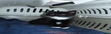Domestic Shorthair 1