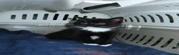 Domestic Shorthair cats for sale: kittens looking for a loving home  in Warrington - Advert 4