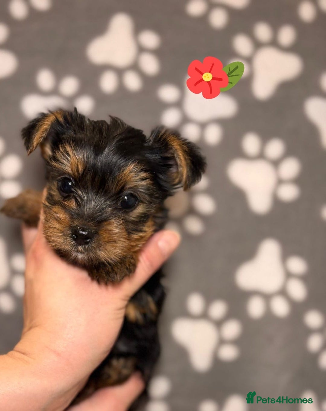 Yorkshire Terrier dogs for sale: Yorkshire terrier puppies for sale - Advert 5
