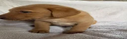 Labrador Retriever dogs for sale: Fox red Labrador - Advert 17