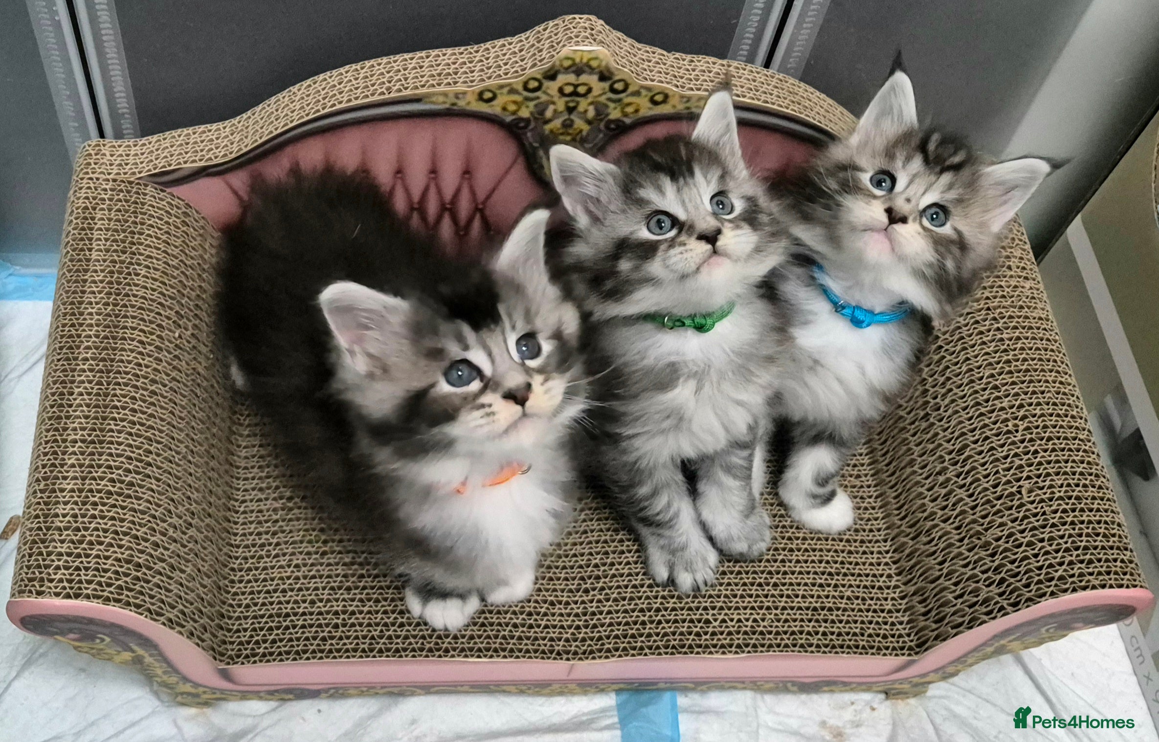 Maine Coon cats 🎀 Outstanding GCCF Pedigree Maine Coon Kittens 🎄 - Advert 18