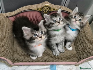 Maine Coon cats 🎀 Outstanding GCCF Pedigree Maine Coon Kittens 🎄 - Advert 18
