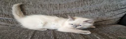 Ragdoll cats for sale: blue ragdoll kitten - Advert 8