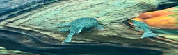 Plecos fish for sale: Juvenile Bristlenose Plecos  in Melton Mowbray - Advert 5