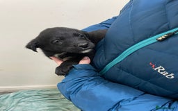 Borador dogs for sale: ⚫️lab x collie puppies ⚪️ - Advert 4