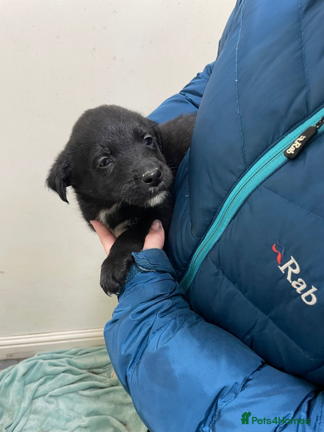 Borador dogs for sale: ⚫️lab x collie puppies ⚪️ - Advert 4