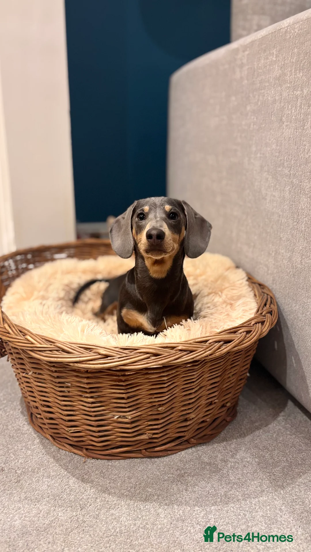 Miniature Dachshund dogs for stud: ✨Miniature dachshund available for stud ✨ - Advert 4