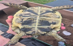 Tortoise reptiles for sale: Spurthigh tortoise - Image 4