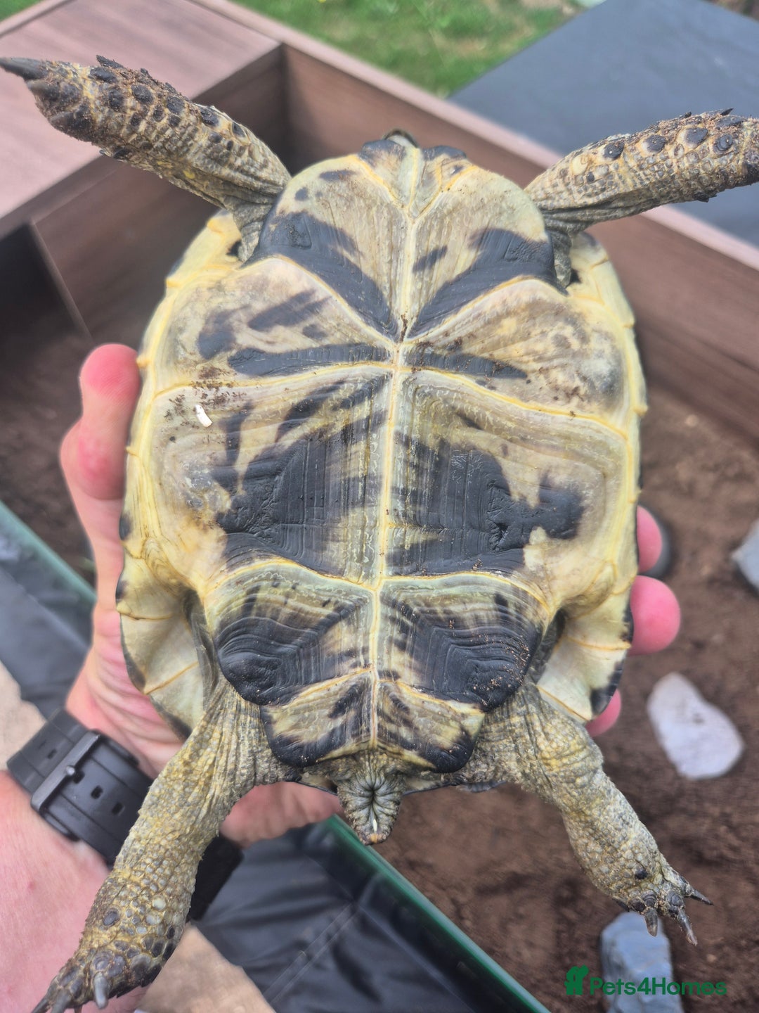 Tortoise reptiles for sale: Spurthigh tortoise - Image 4
