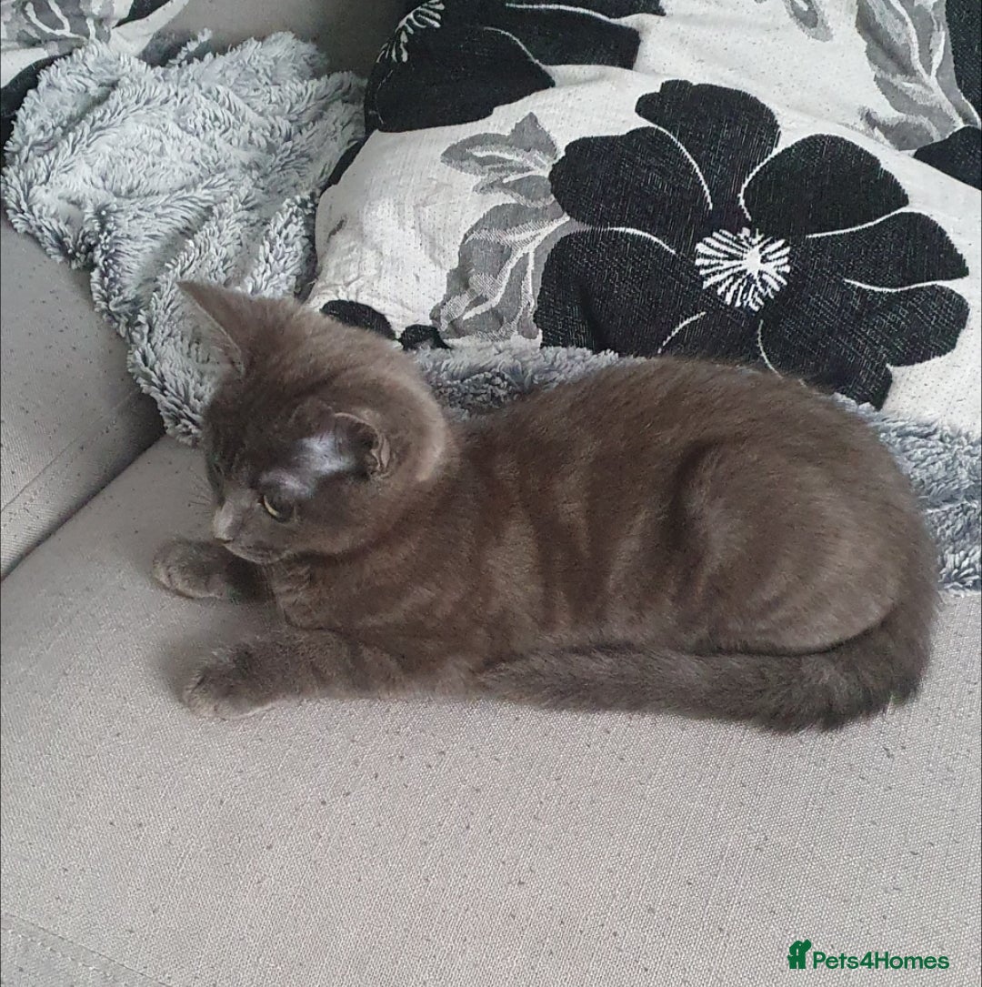 Mixed Breed cats for sale: BLUE BENGAL RUSSIAN BLUE NORWEGIAN FOREST GIRL - Advert 4