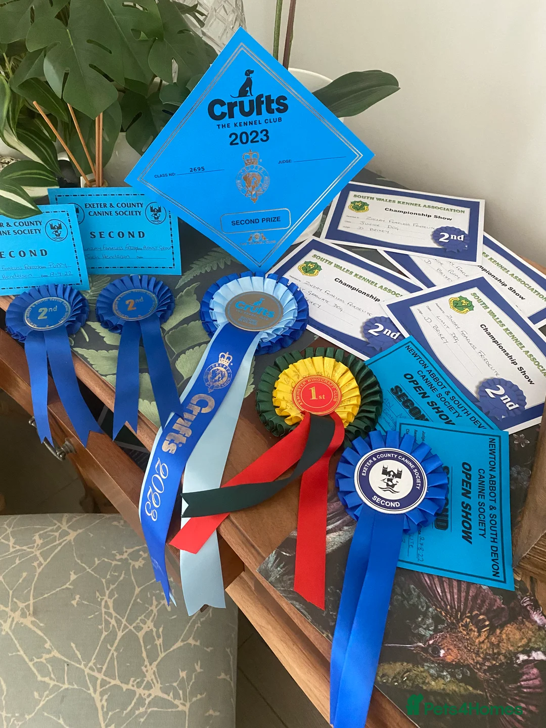 Miniature Schnauzer dogs for stud: KC Registered White miniature Schnauzer for stud  in Colyton - Advert 6