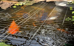 Koi Carp fish for sale: pond fish - Image 7