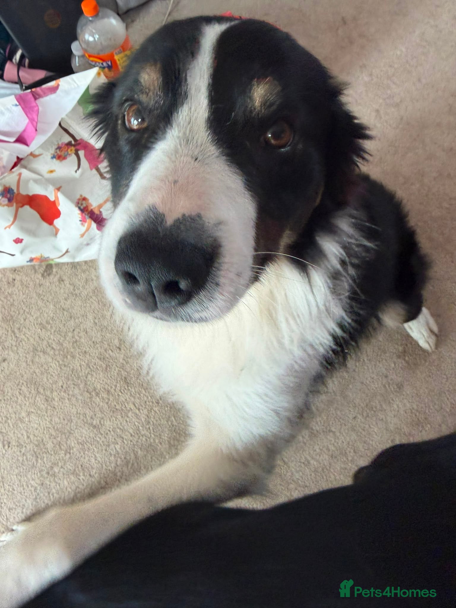 Border Collie dogs Charlie border collie  - Advert 18
