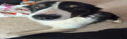 Border Collie dogs for sale: Charlie border collie  - Advert 2