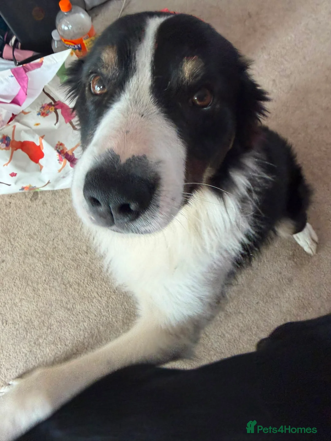 Border Collie dogs for sale: Charlie border collie  - Advert 2