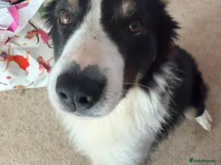 Border Collie dogs Charlie border collie - Advert 18