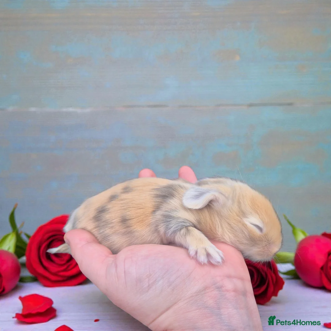 Angora rabbits for sale: 💗The most stunning angora- imported parents ❤️  - Advert 3