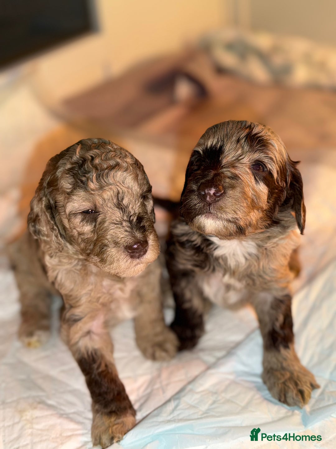 Cockapoo dogs for sale: Stunning Merle cockapoos - Image 18