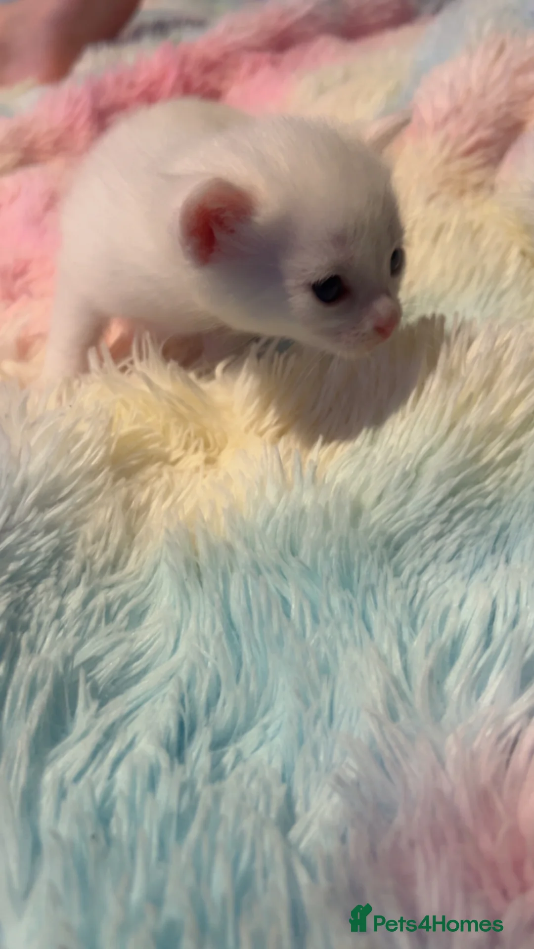 Mixed Breed cats for sale: Beautiful kittens  - Advert 16