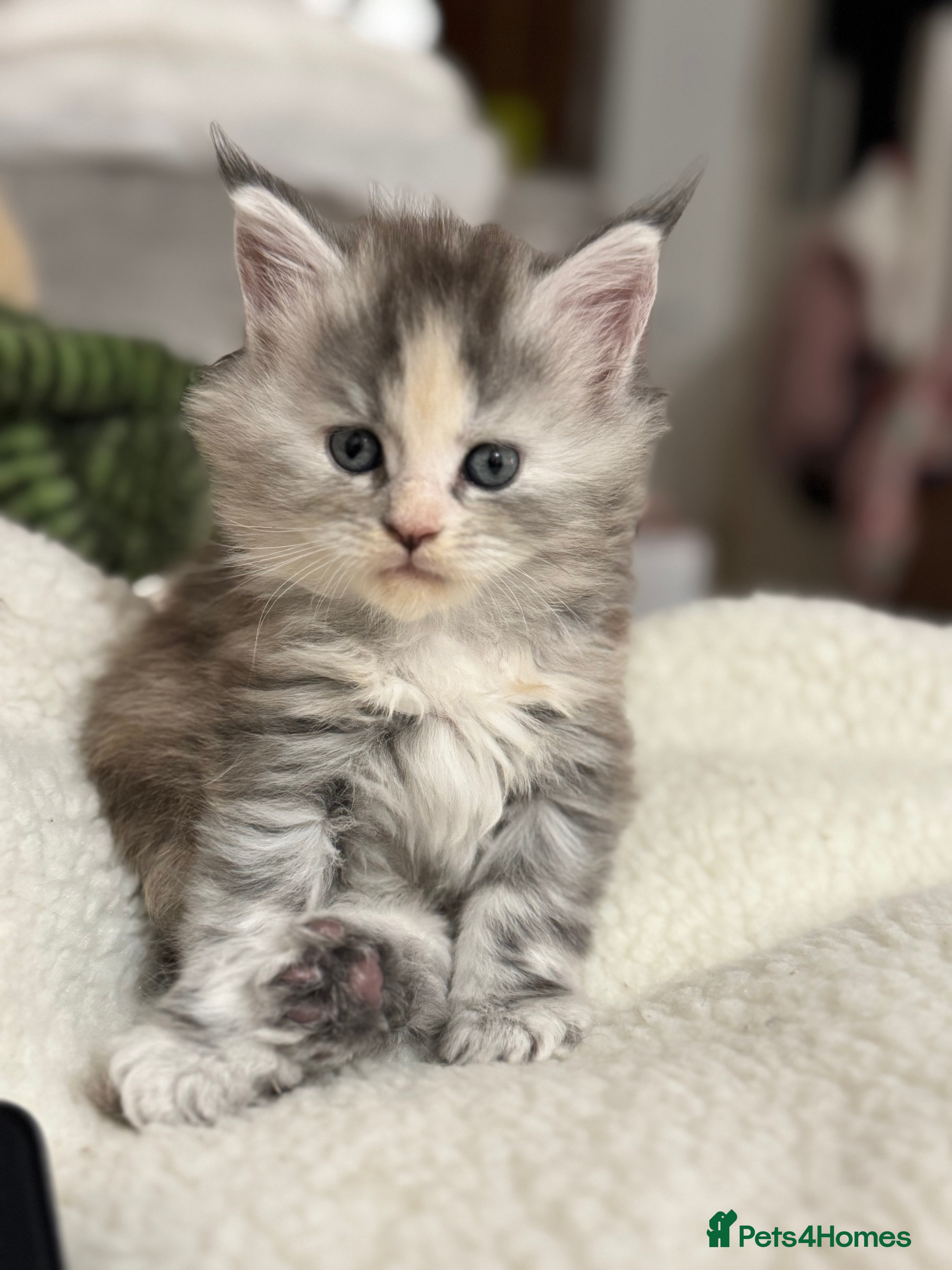 Maine Coon cats  6 week old mainecoon kittens - Advert 4