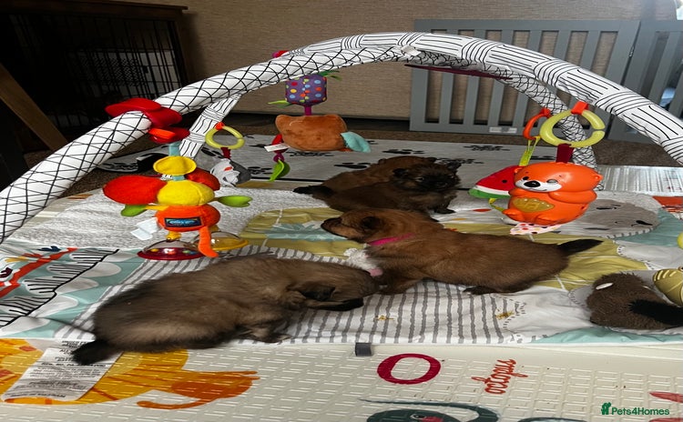 Pomeranian dogs Gorgeous Pomeranian Puppies, 2 Boys and 1 Girl - Advert 3