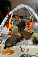 Pomeranian dogs Gorgeous Pomeranian Puppies, 2 Boys and 1 Girl - Advert 3