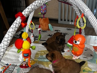 Pomeranian dogs Gorgeous Pomeranian Puppies, 2 Boys and 1 Girl - Advert 4