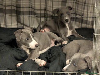 Whippet dogs 🥰Beautiful blue and white whippet puppies 🥰 - Advert 11
